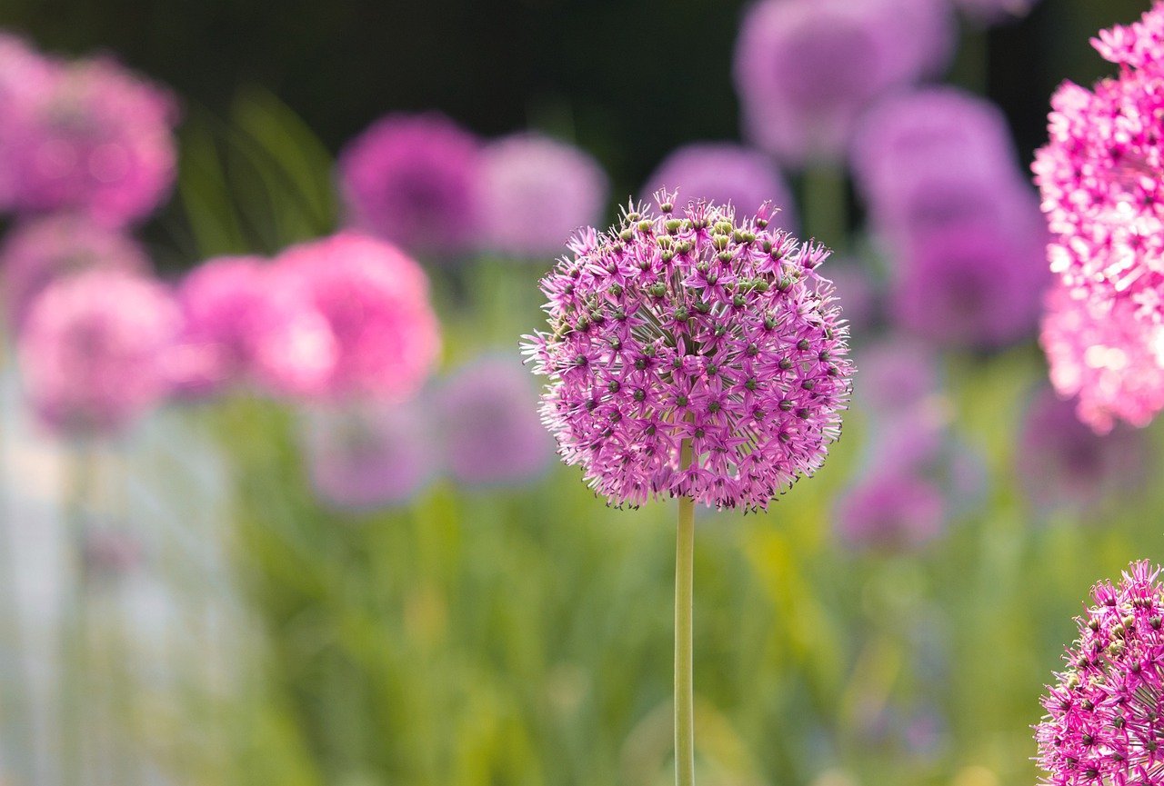spherical-flower-8040083_1280